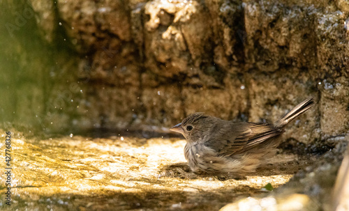 Bathing female blue black grassquit bird Volatinia jacarina photo