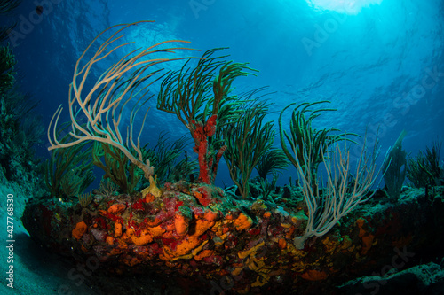The colours of the reef underwater off the Caribbean island of Sint Maarten