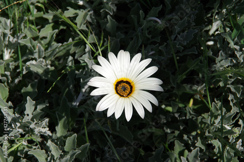 Single African daisy flower blossom seen close-up from above
