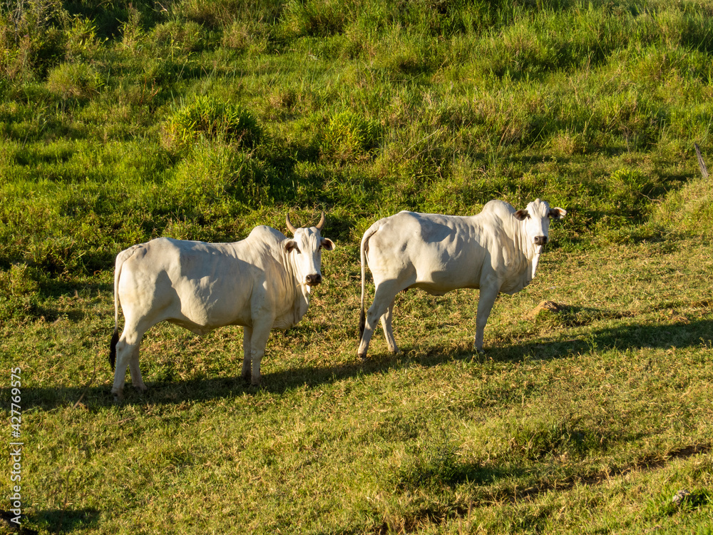 two Nellore cows in the pasture two Nellore cows in the pasture