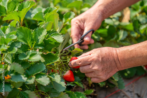 Close up hand of senior man farmer picking ripe organic strawberry in strawberry farm. Elderly male farm owner harvesting strawberry fruit in the garden. Agriculture product industry business concept