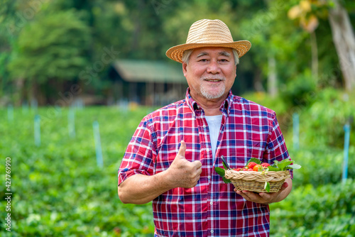 Asian senior man farmer working in strawberry farm with happiness. Elderly male farm owner prepare to harvest ripe organic strawberry fruit. Agriculture product industry and small business concept