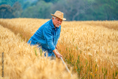 Healthy Asian senior man farmer working in rice paddy wheat field farmland. Elderly male farm owner preparing to harvest organic wheat crop plant. Agriculture product industry business concept © CandyRetriever 