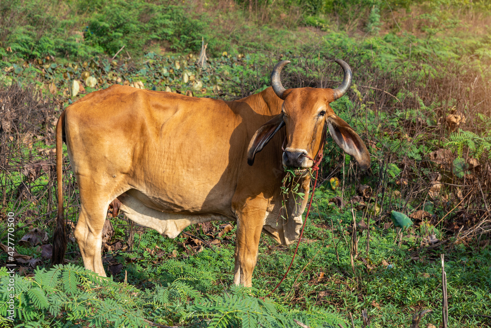 Cow standing in Lotus field in summer season. Cow standing in Lotus field in summer season.