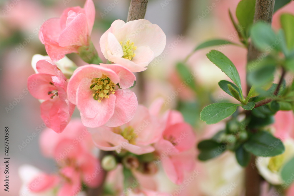 ピンク色のボケの花 ピンク色のボケの花