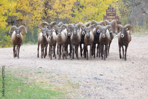 Bighorn Rams Line Up In Defensive Formation