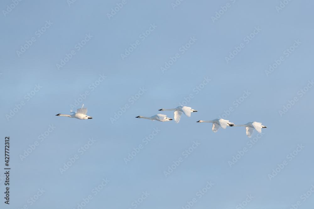 Flock of large white trumpeter swans flying in motion with a blue sky natural background. Taken in April during their migration to the northern Alaska for the summer season. Flock of large white trumpeter swans flying in motion with a blue sky natural background. Taken in April during their migration to the northern Alaska for the summer season.