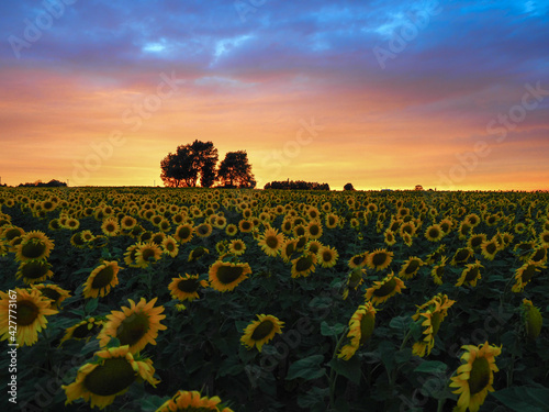 sunflowers in the field in summer at sunset