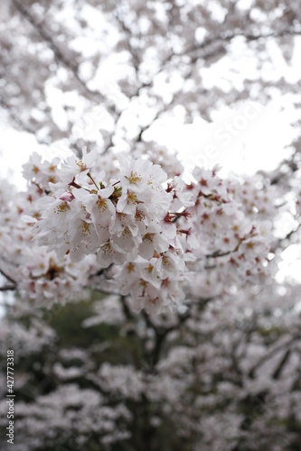 sakura