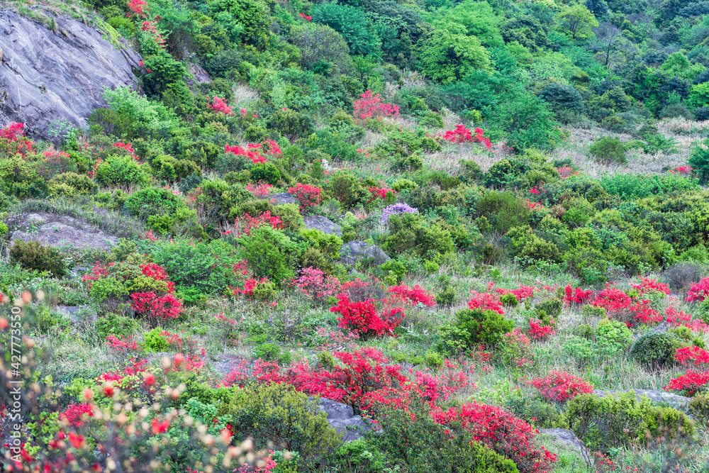 Azalea in full bloom in Heyuan Queya Mountain Azalea in full bloom in Heyuan Queya Mountain