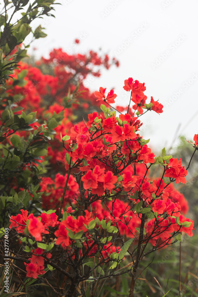 Azalea is blooming in Heyuan Queya Mountain Azalea is blooming in Heyuan Queya Mountain