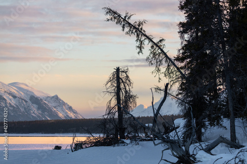 A northern Canadian landscape in Yukon Territory, with a bent spruce tree over lapping a frozen river in spring time with mountains epic peaks and sunset sky in background. 