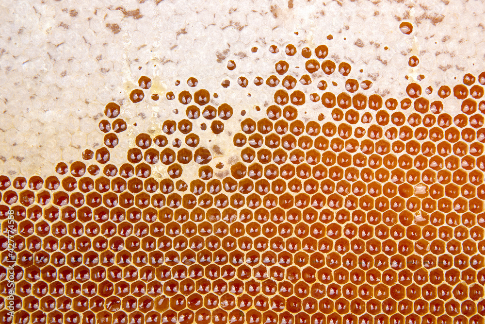 Fresh bee honey in combs. natural food background texture Fresh bee honey in combs. natural food background texture