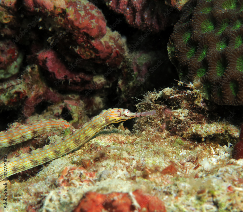 A Schultz pipefish on corals Panagsama beach Cebu Philippines