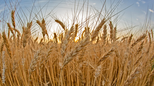 field crops grown with wheat