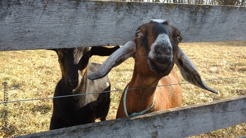 Goats at the fence © Bridget