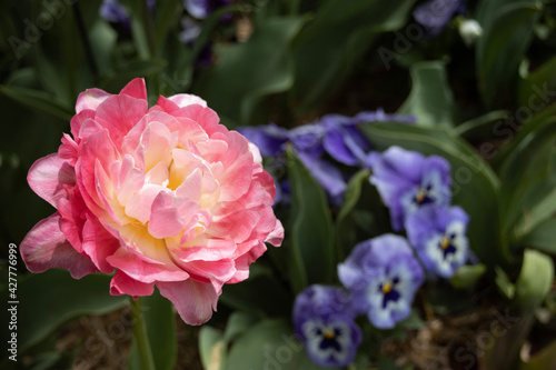 pink and white tulips