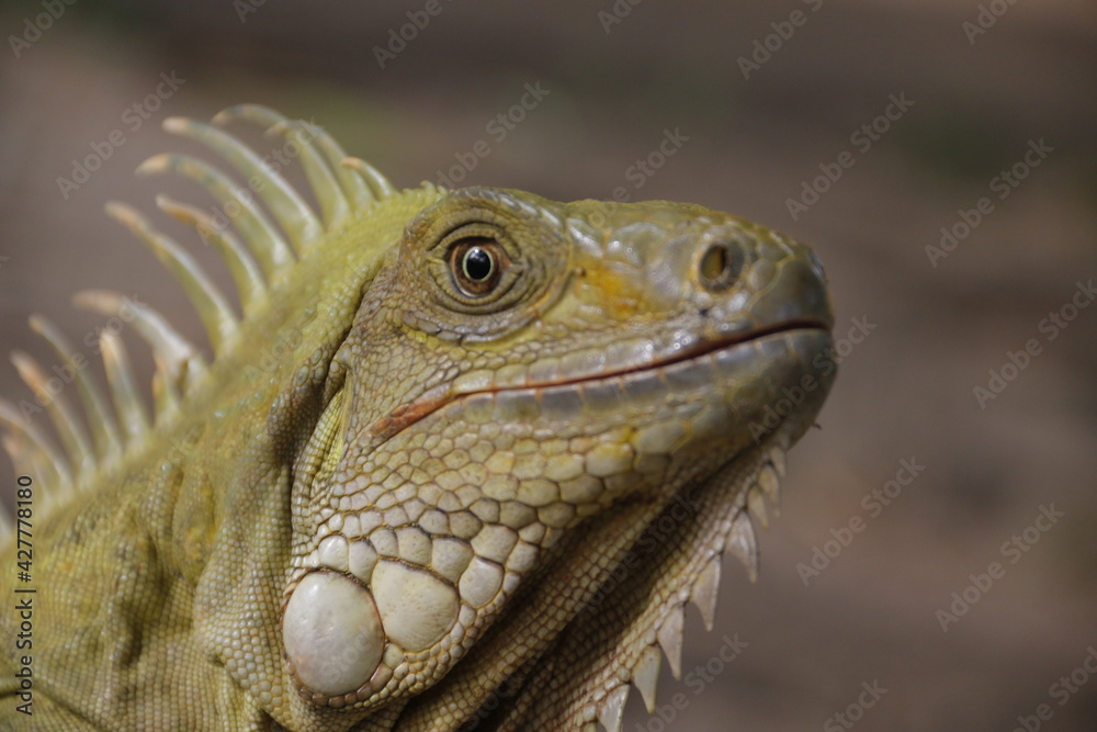 Obraz premium reptil