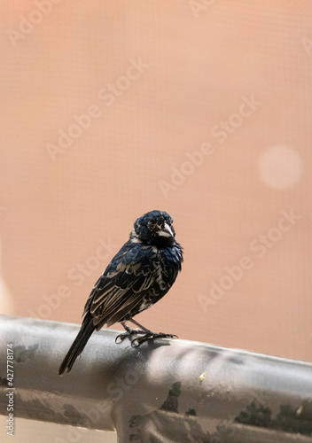 Perched male blue black grassquit bird Volatinia jacarina photo