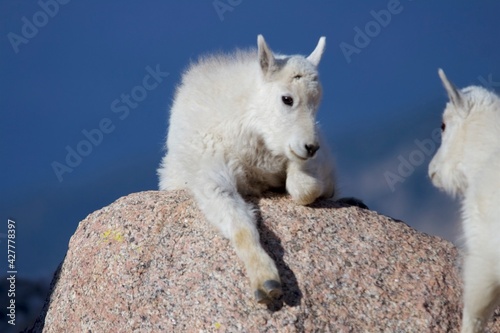 Mountain Goat Kind Lounges on A Rock