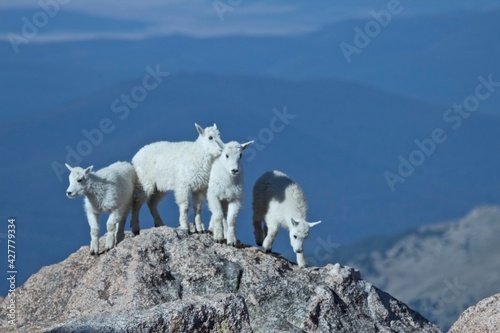 Happy Mountain Goat Kids Play on a Rock
