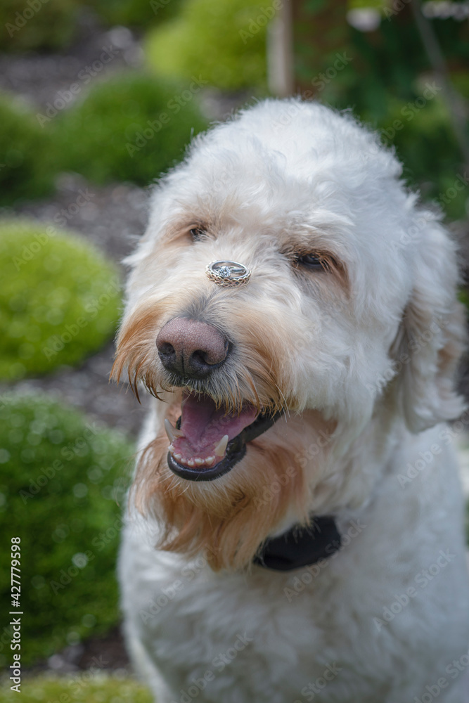 portrait of a wedding dog