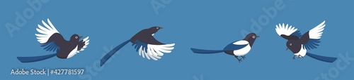 4 kinds of magpies isolated on blue background, cartoon comic vector illustration icon set of birds
