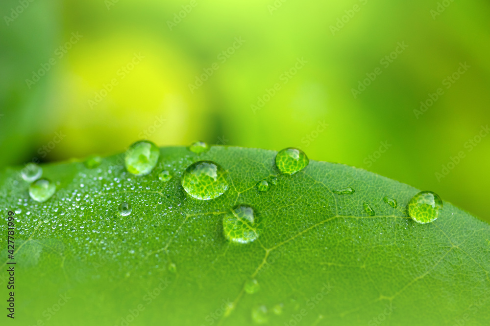 Beautiful drops of transparent rain water on a green leaf macro. Close up drops of dew in the morning glow in the sun. Beautiful Green blurred in nature. Natural background concept.Photo select focus.