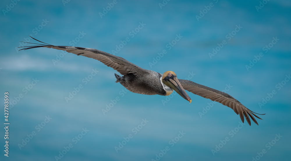 pelicans flying near the beach with ocean pelicans flying near the beach with ocean