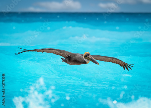 pelicans flying near the beach with ocean
