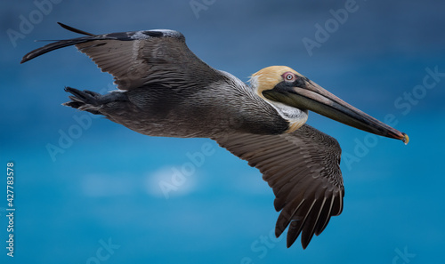 Tableau sur toile pelicans flying near the beach with ocean