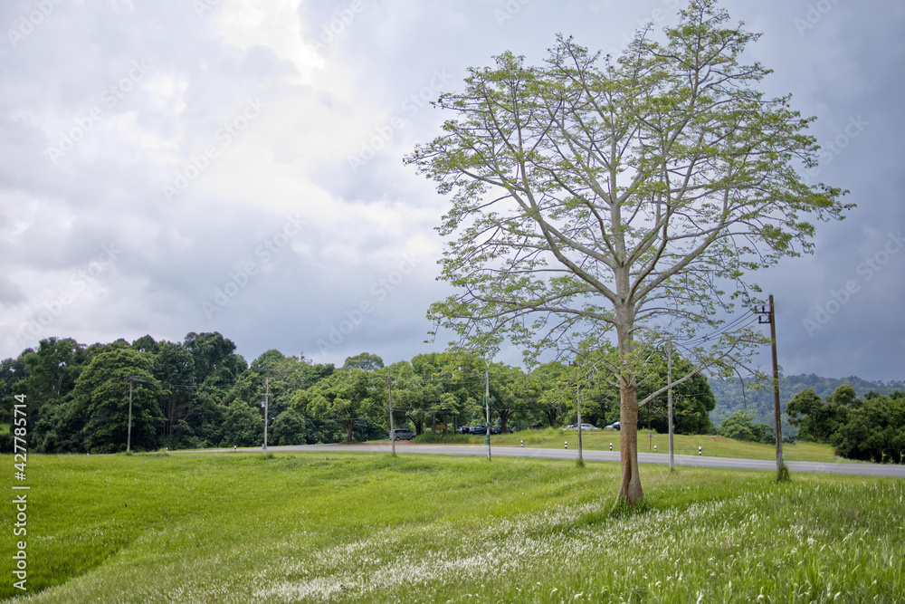 Big trees in green fields and white flowers behind clouds in Khao Yai, Thailand.