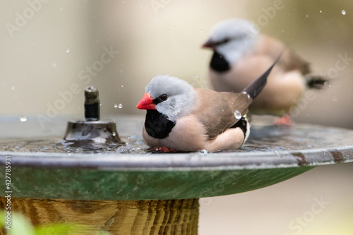 Bathing in a bird bath, a Long tailed finch bird Poephila acuticauda photo