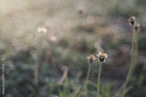 Grass flowers and sunshine in the morning in the rainy season © Anon