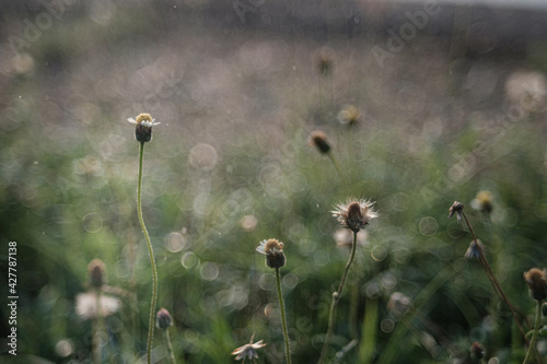 Grass flowers and sunshine in the morning in the rainy season