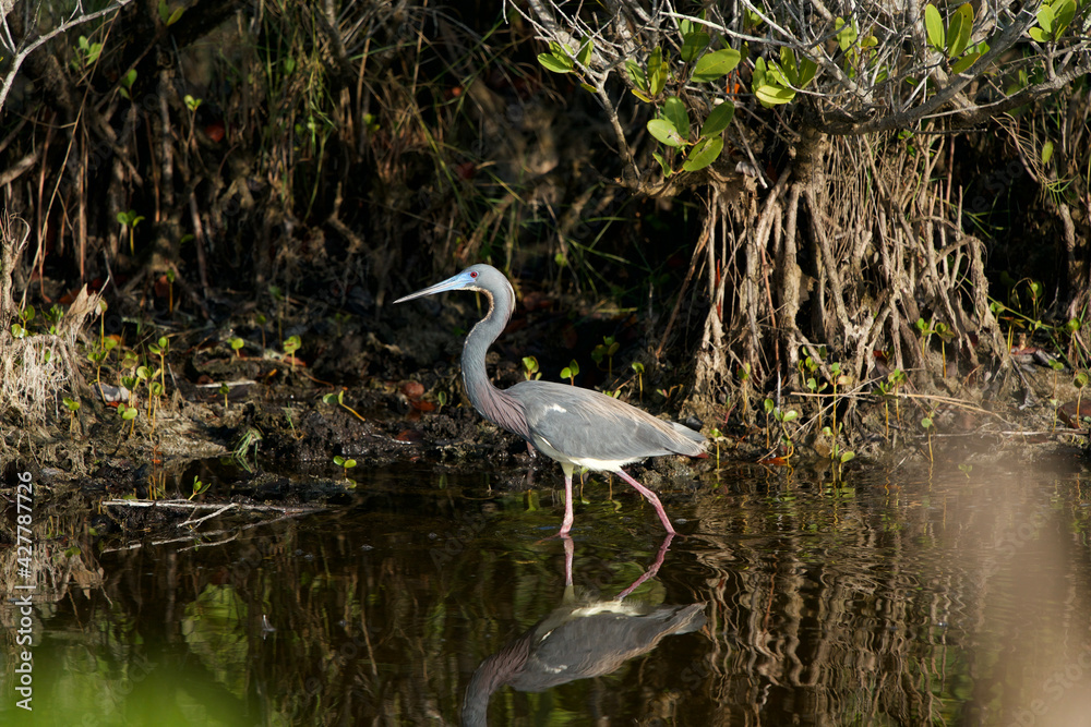 tri color heron tri color heron