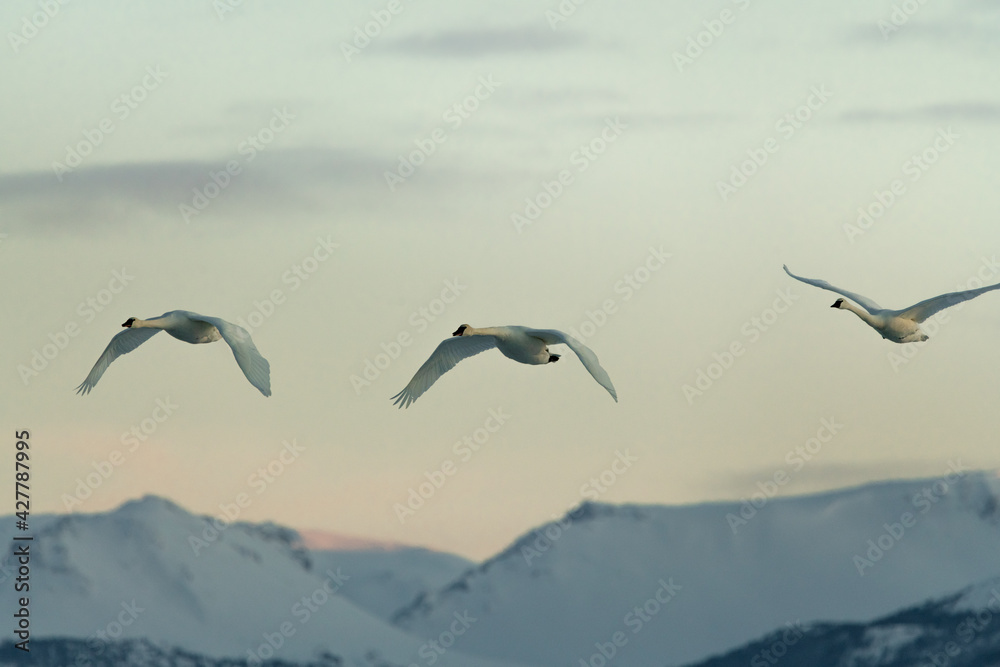 Obraz premium Flock of white, arctic trumpeter swans flying across a northern Canadian spring time landscape in April on their way to breeding grounds at the Bering Sea. Large birds with mountain sunset background.