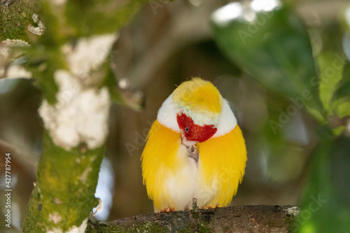 Rare Orange and yellow Lady Gouldian Finch bird Erythrura gouldiae photo