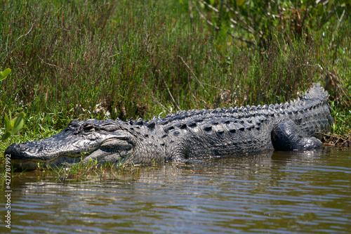 Alligator Sun Bathing