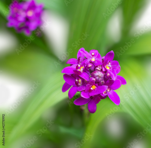 purple orchids, closeup view of flowers on a natural background, shot in shallow depth of field