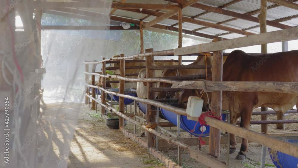 Cows raised for meat in a pen are eating grass in Thailand. Cows raised for meat in a pen are eating grass in Thailand.