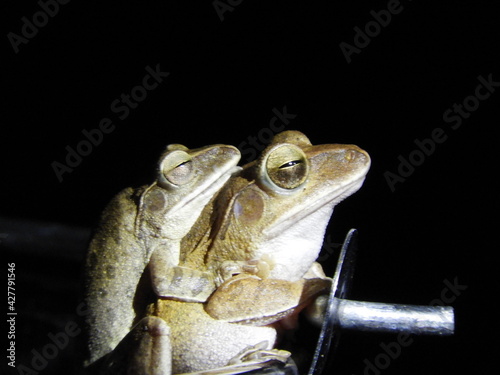 Brown fog mating in black background