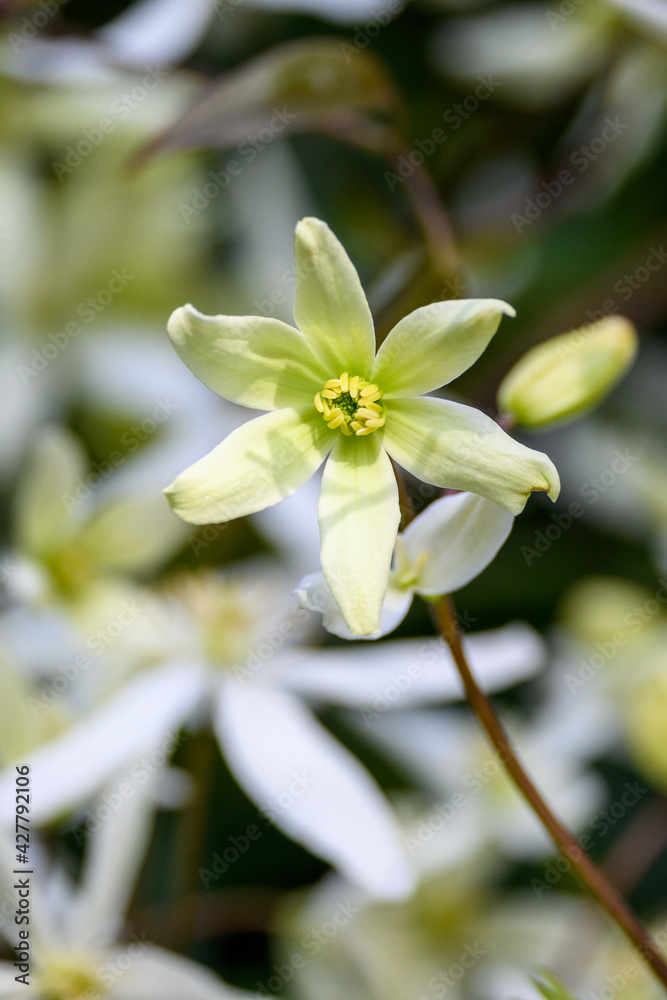 Creamy white flowers of winter blooming evergreen clematis, welcome to spring
Creamy white flowers of winter blooming evergreen clematis, welcome to spring