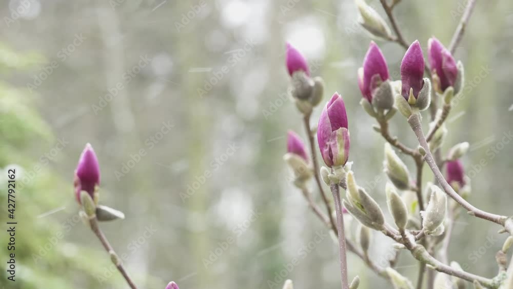 Snow in the spring time, pink magnolia flowers tree blossoms on spring seasonal weather Snow in the spring time, pink magnolia flowers tree blossoms on spring seasonal weather