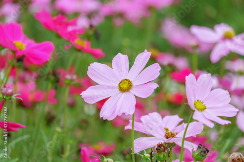 Pink cosmos flowers in the garden.