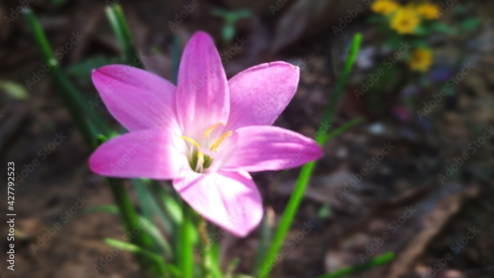 purple crocus flower purple crocus flower