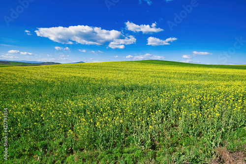 Field with blooming rapeseed, yellow flowers, agricultural landscape, blue sky and white clouds .Bright Yellow rapeseed oil . field of flowering canola .
