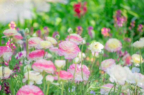 Fototapeta Naklejka Na Ścianę i Meble -  ラナンキュラスの花畑