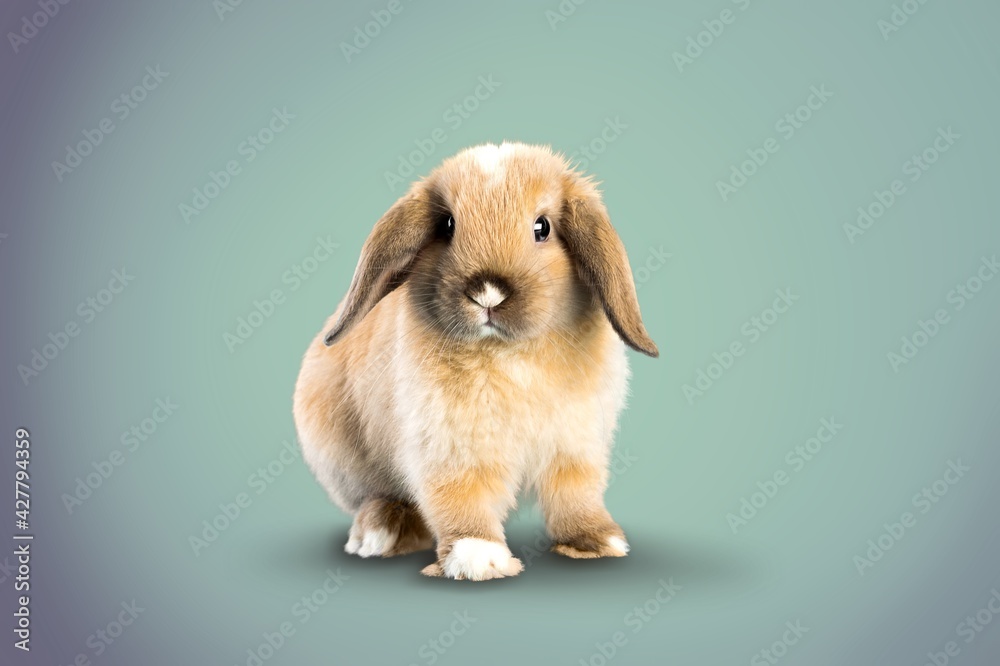 Rabbit. Rabbit.
