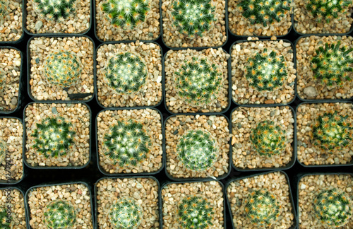 The top view of Mammillaria plumosa is housed in black square pots and adorned with small stones to prevent soil leaching. Put it for sale in the tree market.